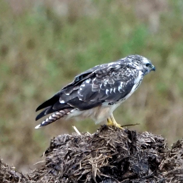 welke vogel is dit ?